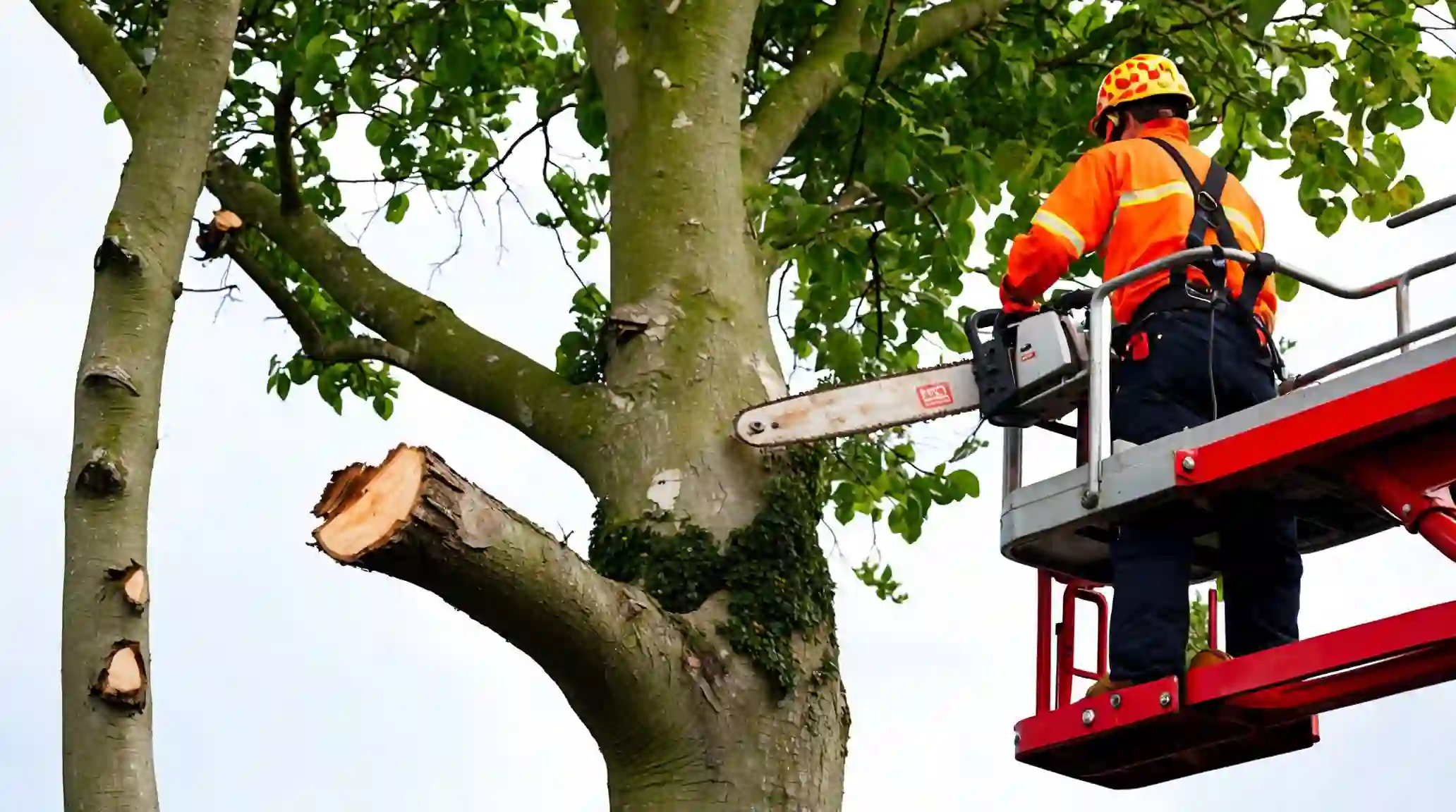 Übernimmt das Leipziger Grünflächenamt Baumarbeiten für Privatpersonen?