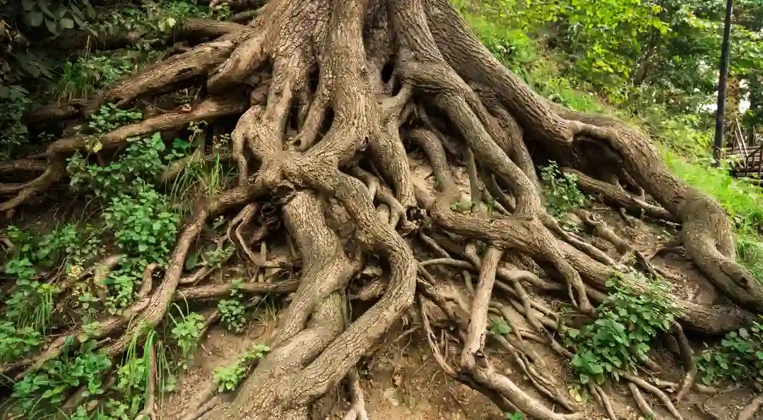 Was tun bei Wurzelfäule an Bäumen in Leipzig