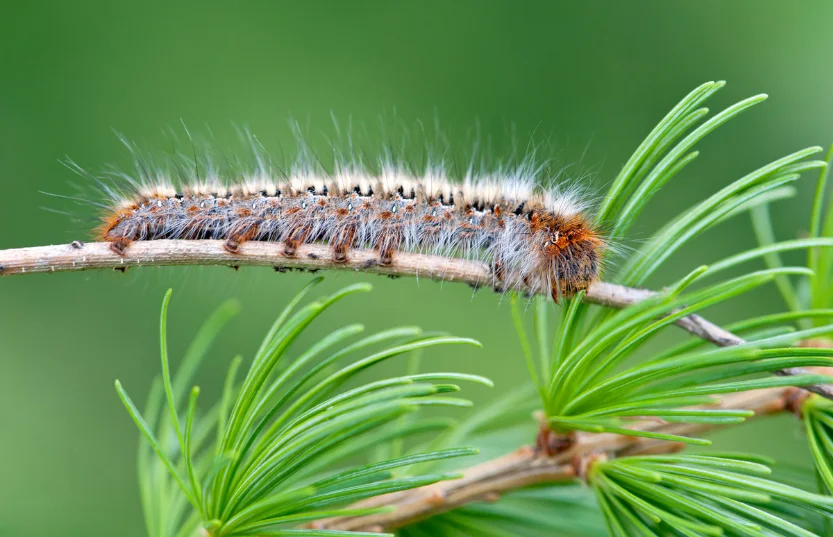 Wie bekämpft man Eichenprozessionsspinner in Leipzig